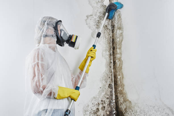 Best Local Mold Removal Service  in Hagaman, NY