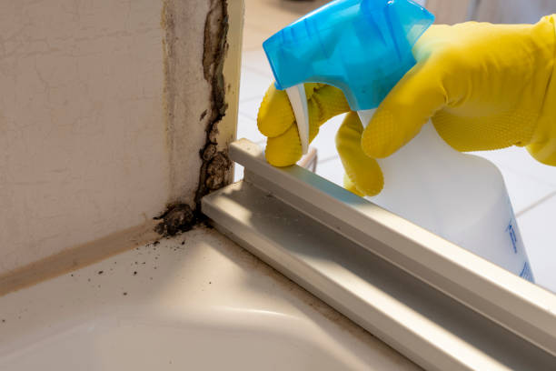 Best Professional Mold Removal  in Hagaman, NY