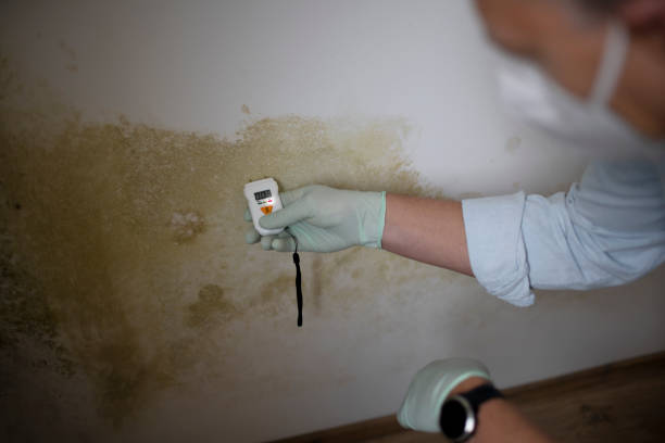 Best Mold Damage Repair  in Hagaman, NY