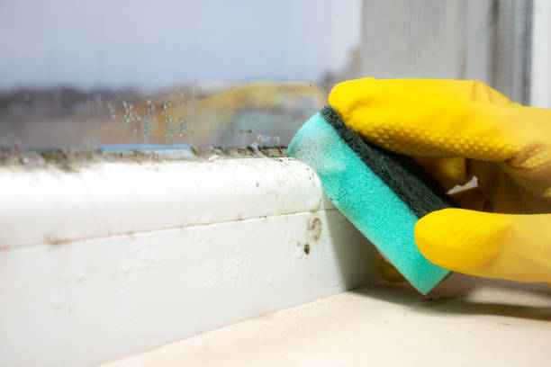 Best Mold Removal Company Near Me  in Hagaman, NY