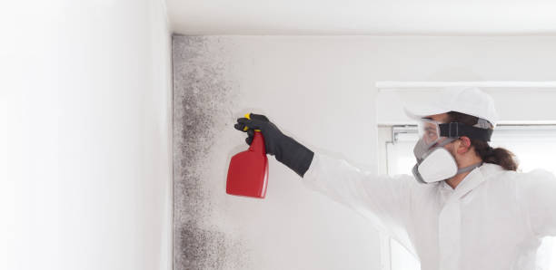 Best Office Mold Removal Services  in Hagaman, NY